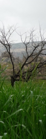 O mekan... O mekan...